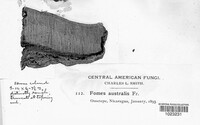 Ganoderma australe image